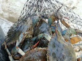 Do we eat Blue Crab in Italy?